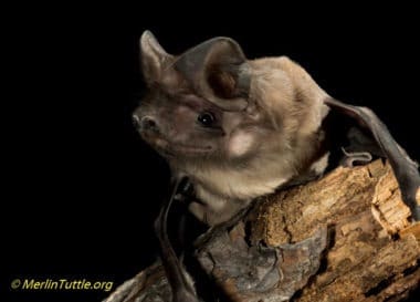 Eumops floridanus, Florida bonneted bat