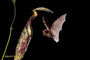 A Hardwicke's woolly bat (Kerivoula hardwickii) approaching a pitcher plant (Nepenthes hemsleyana) in Borneo