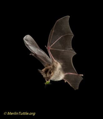 A Common Slit-faced Bat (Nycteris thebaica) eating a green vegetable stink bug (Nezara viridula) in flight in Limpopo Province, South Africa. This insect is one of the most costly pests of macadamia orchards and is heavily fed upon by several species of bats. 