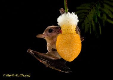 A cave nectar bat (Eonycteris spelaea) pollinating a Petai inflorescence in Thailand